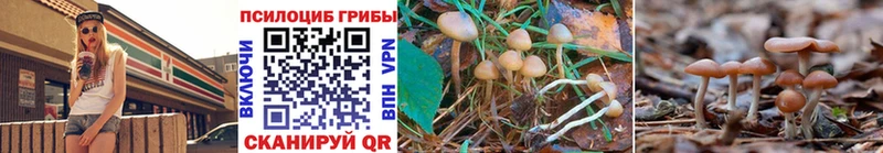 Купить  Володарск  Псилоцибиновые грибы Psilocybe 